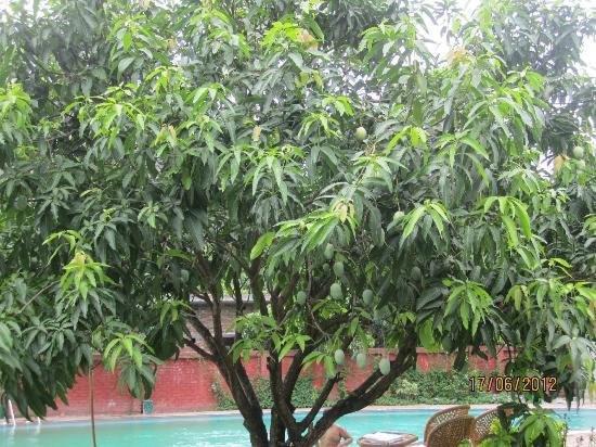 Jim Corbett Resort Ramnagar  Esterno foto